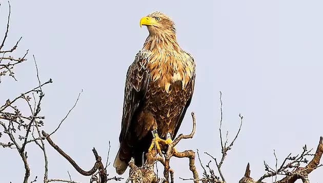 Чудо природы: старейший орлан страны продолжает гнездиться в Бургенланде