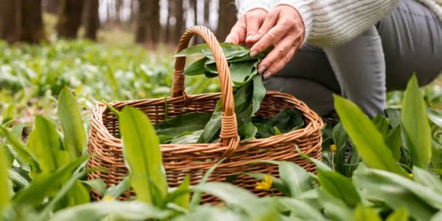 Сезон черемши в Вене: где гарантированно набрать полные корзины