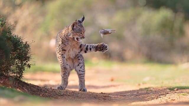 «Оскар» для фотографа дикой природы впервые за 15 лет уехал в Австрию