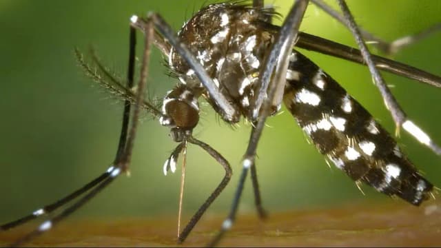 Малярия на пороге Австрии: изменение климата несёт тропические болезни