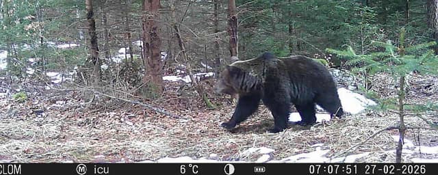 Осторожно, медведь: власти Каринтии призывают к бдительности.  Что делать при встрече