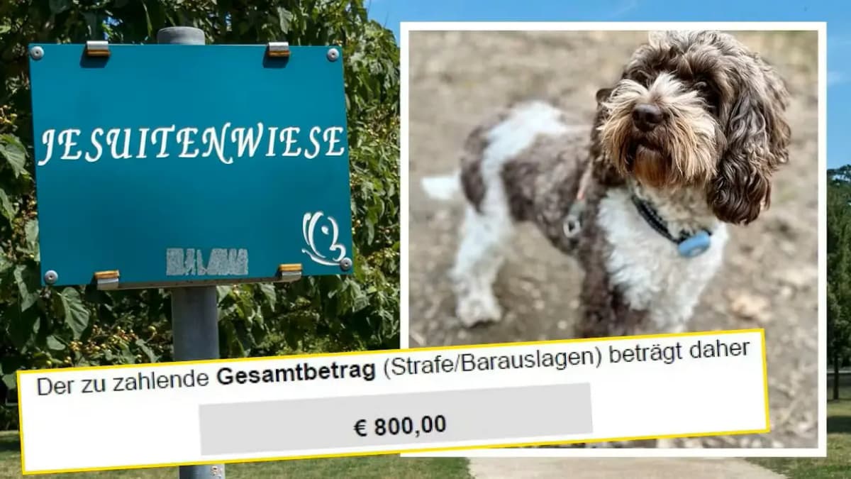 Полицейский произвол или справедливость: как мимолетная невнимательность обернулась штрафом в 800 евро