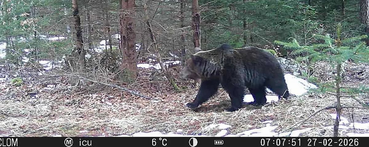 Осторожно, медведь: власти Каринтии призывают к бдительности. Что делать при встрече