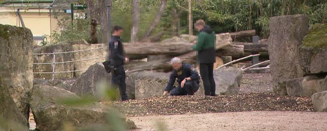 Жестокое убийство в зоопарке Шёнбрунн: неизвестный застрелил беззащитное животное