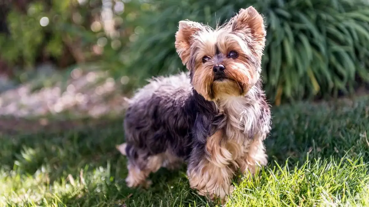 Трагедия на прогулке: сенбернары загрызли двух йоркширских терьеров под Грацем
