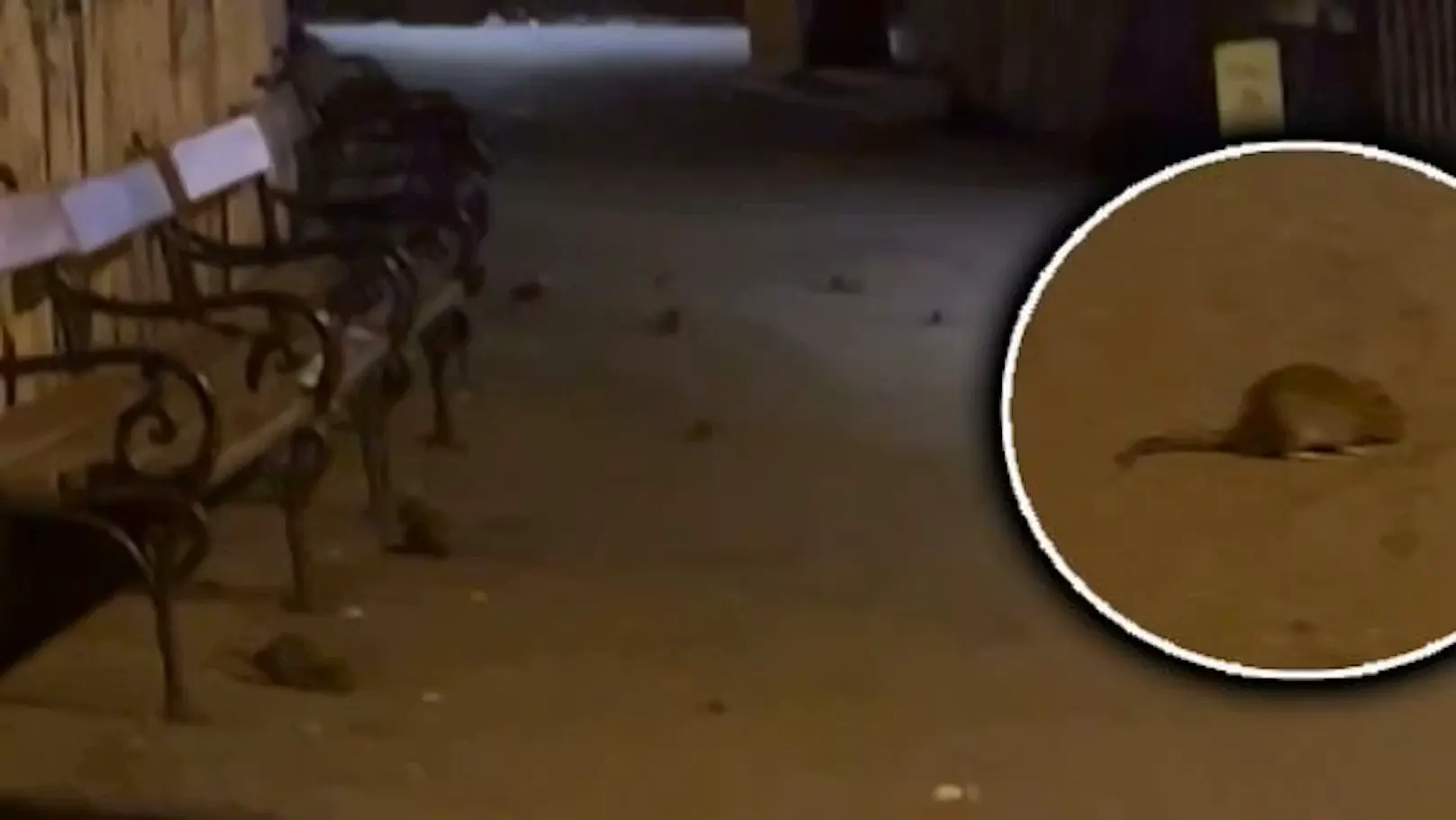 «Добро пожаловать в Вену»: турист снял нашествие крыс у Венской ратуши