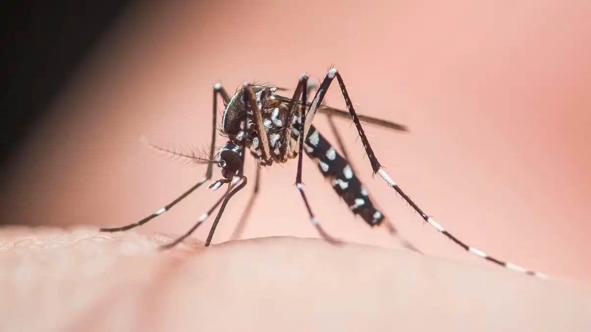 Яды бессильны: азиатские тигровые комары в Австрии мутируют и становятся опаснее