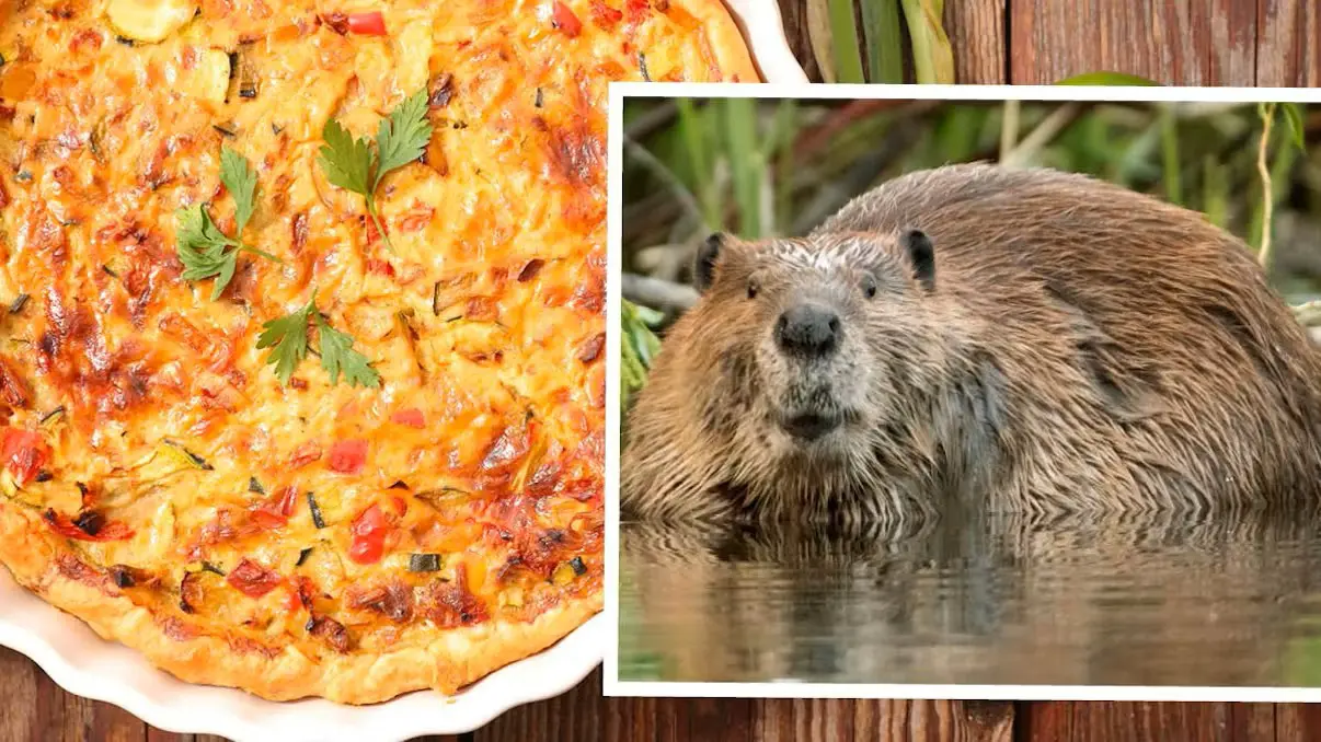 Бобр на тарелке: в Каринтии спорят о пироге из грызуна