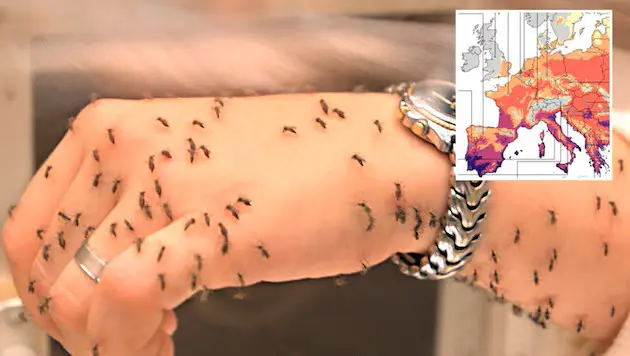 Вена, Грац и Линц под прицелом: тигровый комар оккупирует австрийские города