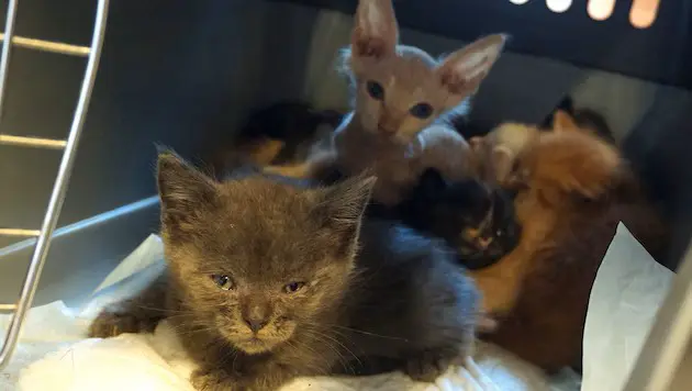 62 кошки в клетке вместо квартиры: тёмная сторона ложной любви к животным в Австрии