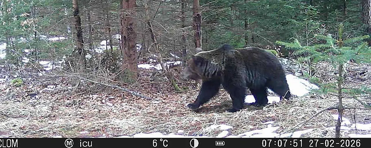 Осторожно, медведь: власти Каринтии призывают к бдительности.  Что делать при встрече