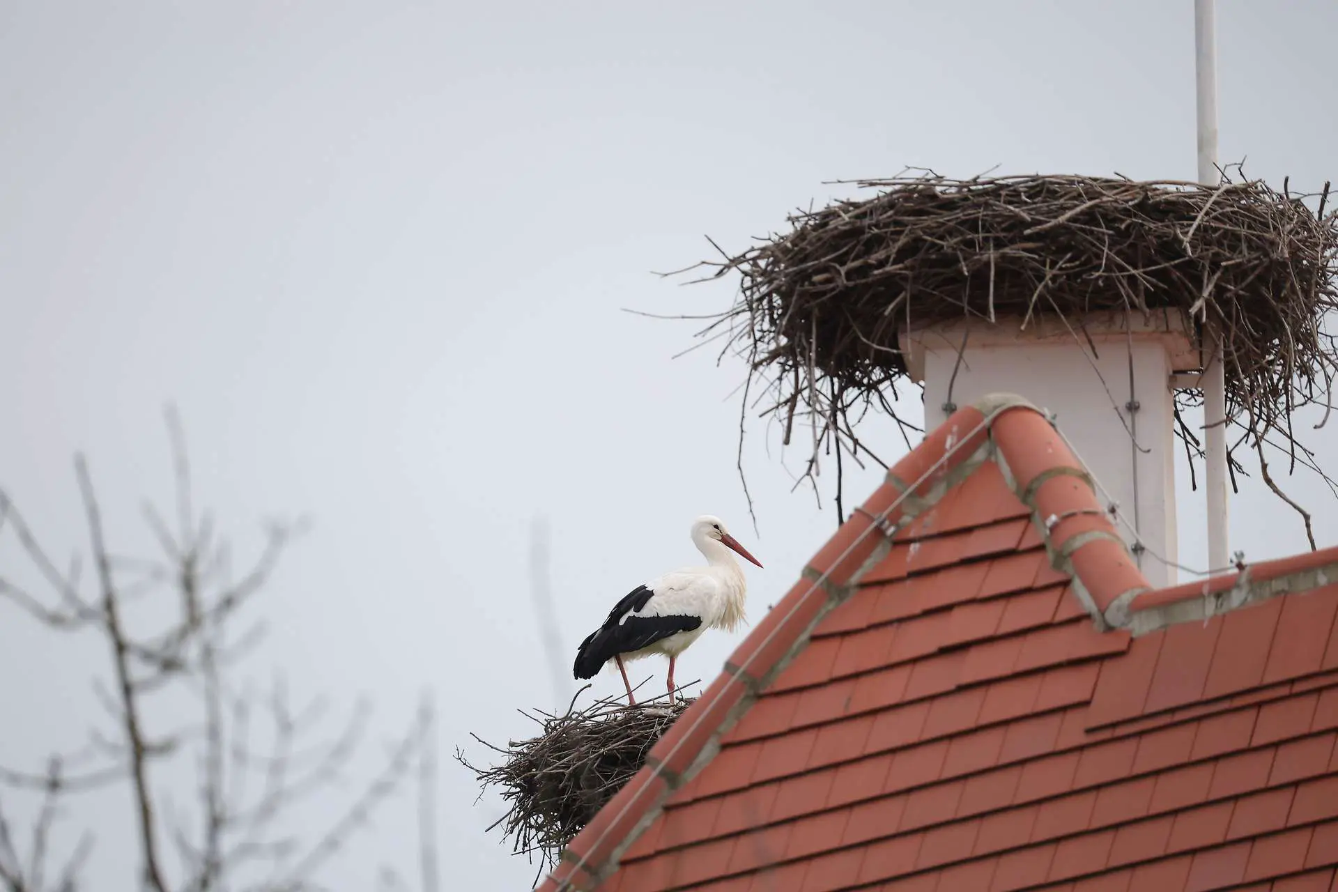 В Австрию пришла весна: первые аисты приземлились в Нижней Австрии и Бургенланде  на три недели раньше срока