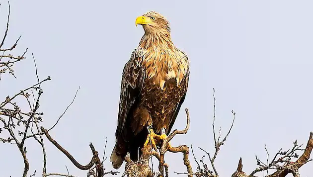 Чудо природы: старейший орлан Австрии продолжает гнездиться в Бургенланде