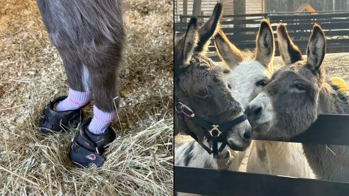 Модница из Штокерау: как старушка Мэри стала лицом новой коллекции Adidas