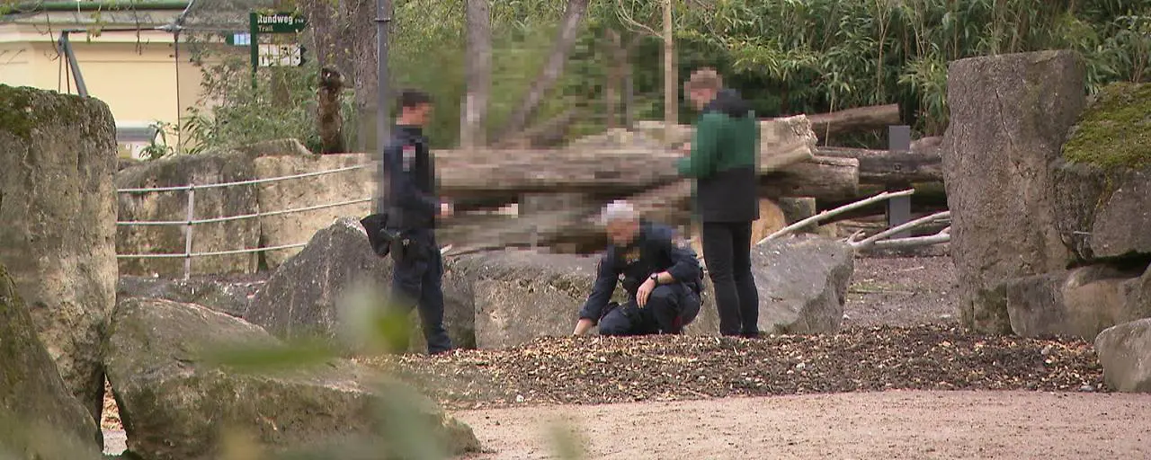 Жестокое убийство в зоопарке Шёнбрунн: неизвестный застрелил беззащитное животное