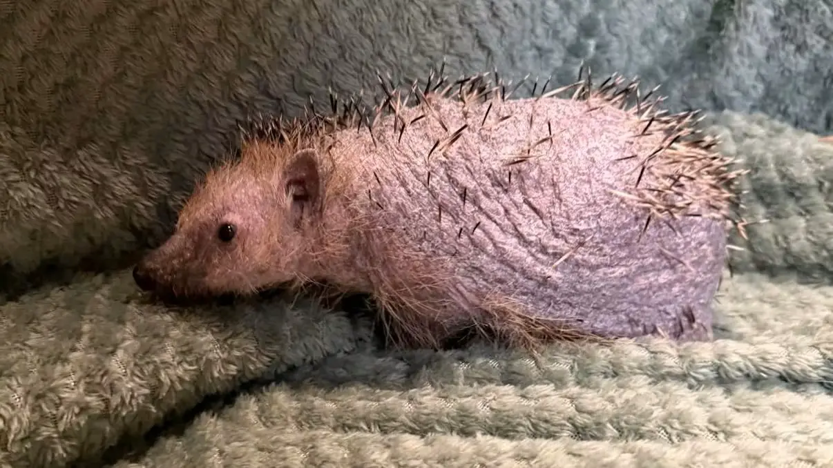 «Голый и беспомощный»: в Австрии спасают ежа, лишившегося иголок и шерсти