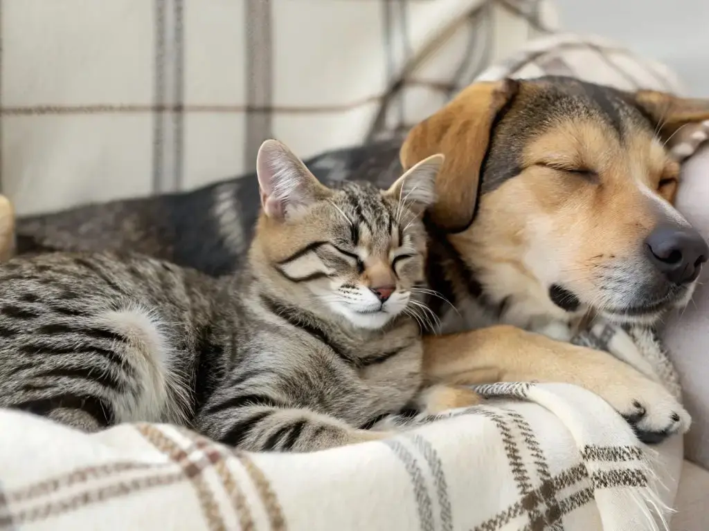 Собаки и кошки в Вене: полный гид по правилам, налогам и арендному праву