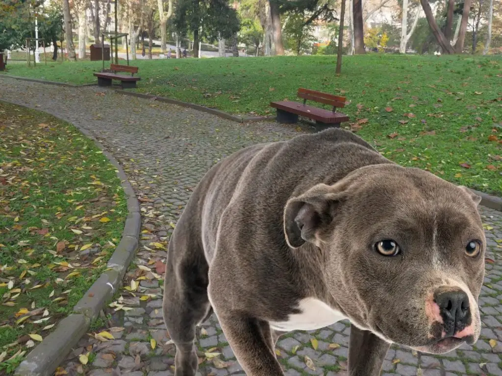 Необычный полицейский рейд в Майдлинге: собаковод укусил собственного питомца