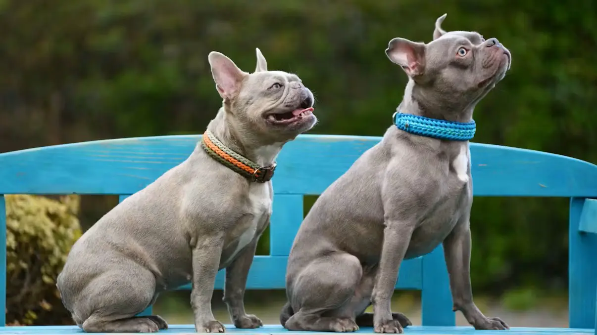 Новый закон ЕС: запрет на мучительное разведение пород и поголовное чипирование