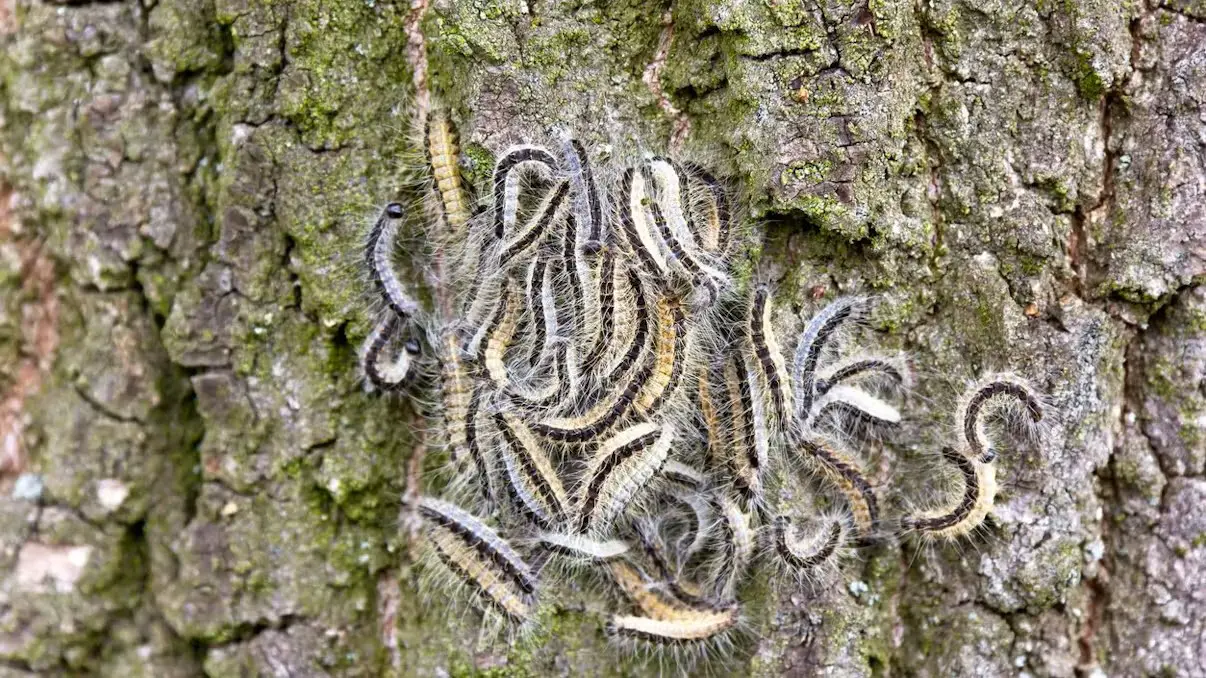 Осторожно, ядовитые гусеницы: в Австрии начался сезон дубового шелкопряда