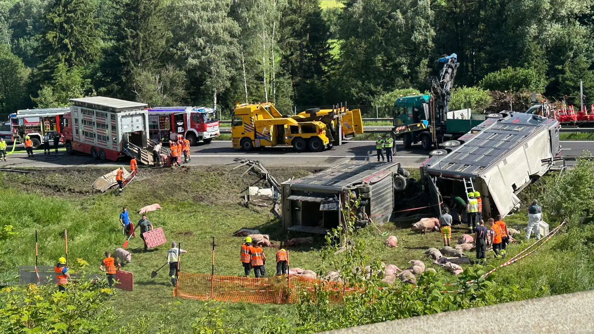 Смертельное ДТП на A9: перевернувшийся грузовик унес жизни 60 свиней