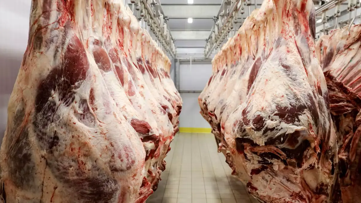 Переполненные скотобойни и падение цен на скот, но мясо в магазинах не дешевеет