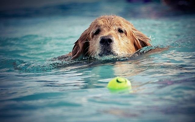 Первый бассейн для собак открылся в Австрии