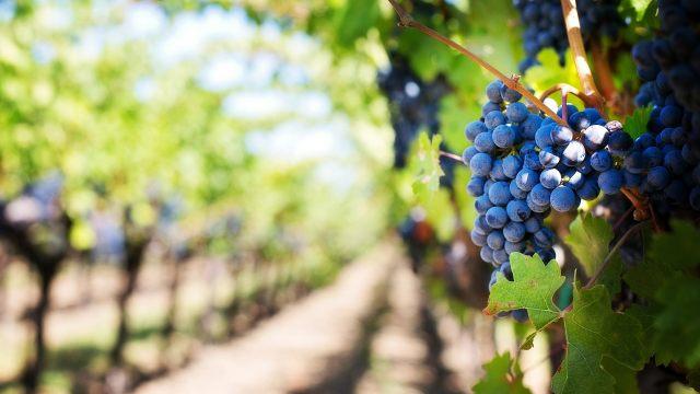 Коронавирусный 2020 год приносит Австрии хорошее вино