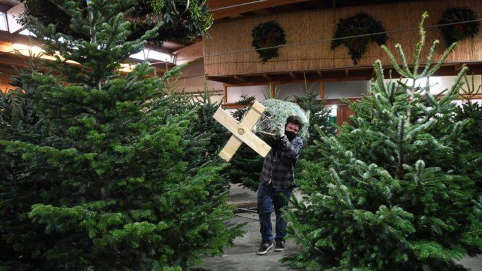 Продажа рождественских елок начнется 12 декабря