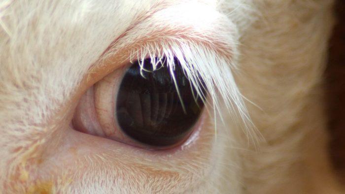 Посольство Украины в Вене получило посылку с глазами животных