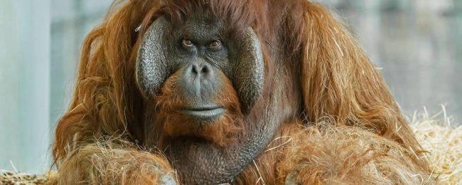 В Венском зоопарке усыпили орангутана Владимира