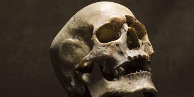 В Каринтии в багажнике автомобиля найдено 14 черепов