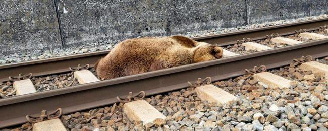 На железнодорожных путях возле Понгау нашли мертвого бурого медведя