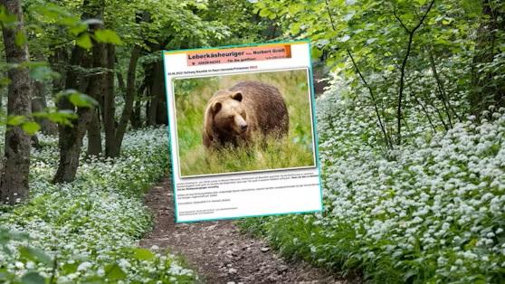 Предупреждение о бурых медведях в Нижней Австрии: «Будьте осторожны»