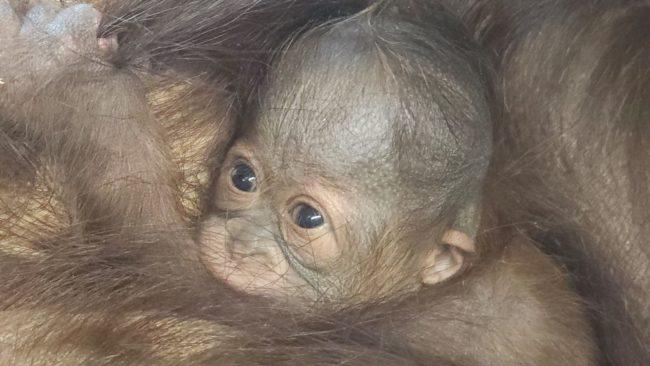 В зоопарке Шенбрунн родился наследник умершего орангутанга Владимира